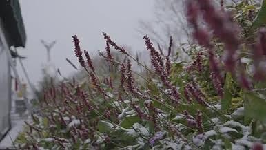 云南昆明海埂大坝紫色的植物雪景城市视频的预览图